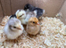 Pekin Bantam chicks