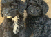 Cavapoo puppie