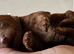 Small toy x Asian poodle puppies
