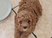 Gorgeous Cockapoo Puppies looking for their forever home - Cheltenham in Cheltenham