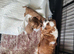 Cavapoo puppies for sale