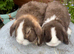 Mini lops ready now