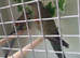 Mulga (Many Colours parakeets Males Only Left.