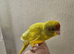 Tame kakariki chicks