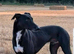 Lurcher puppies