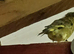 Male greenfinch