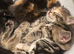 kittens for sale