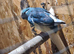 Blue female kakariki
