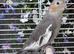 Various baby & adult cockatiels