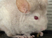 2 chinchillas for sale