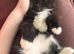 Long haired male tuxedo