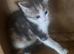 Kittens ready now