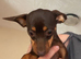 6-month-old Chihuahua x Dachshund — needs a home with other dogs