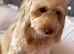 Cockapoo rainbow litter