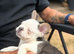 KC Blue & tan husky fluffy french bulldog