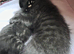 Melanistic Savannah kittens! £325