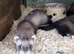 Female Baby Ferrets - 2 for &pound;100