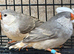 Assorted zebra finches