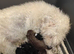 Puré working bedlington but make excelente petspure