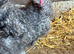 Silkie hens (white & grey)