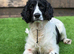 Ted, sprocker (2 years old)