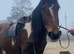 ID x Warmblood