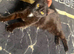 &pound;20 NEED REHOMING ASAP