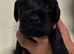 Beautiful Schnockapoo Puppies Seeking Loving