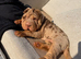 Stunning Shar Pei