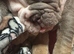 Bulldog puppies for sale.