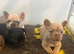 KC Registered French Bulldog Puppies