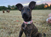 15 week old mallinois cross small