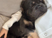 Stud Big Rope Frenchie