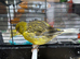 Border canary hen available &pound;20