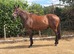 Stunning mare with serious potential