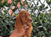 One female golden cocker spaniel.