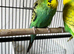 Beautiful Home Bred Young Budgies