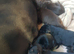 Lovely Euro Doberman pups