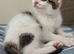 Two kittens available now
