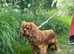KC Cavalier King Charles Ruby Pups HEALTH TESTED