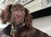 Cocker spaniel puppy
