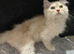 Beautiful male Persian