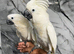 Baby HandReared Friendly Super Tame Cuddly Umbrella Cockatoo