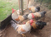 Cockerels 5mth old. Free. Cream legbar.