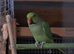 Indian ringneck boy