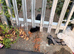 cats and kittens for sale