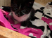 Beautiful black and white kittens