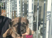 German shepherd puppies