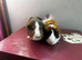 Two bonded boars