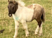 Shallowater Quasar - Registered Miniature Shetland Colt Foal
